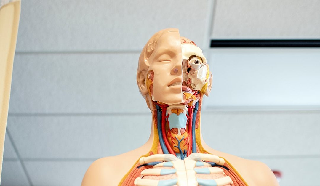 Impression d’organes personnalisés. Bientôt un humain en pièces détachées ?